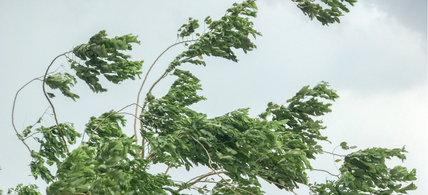 Tree being blown by gust of wind